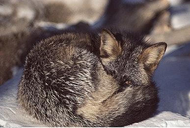 悬疑叙事解谜游戏《孙美琪疑案2024》上线Steam开启连载更新